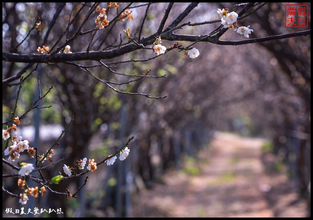 芬園花卉生產休憩園區|鴛鴦梅梅花隧道超好拍 櫻花即將盛開