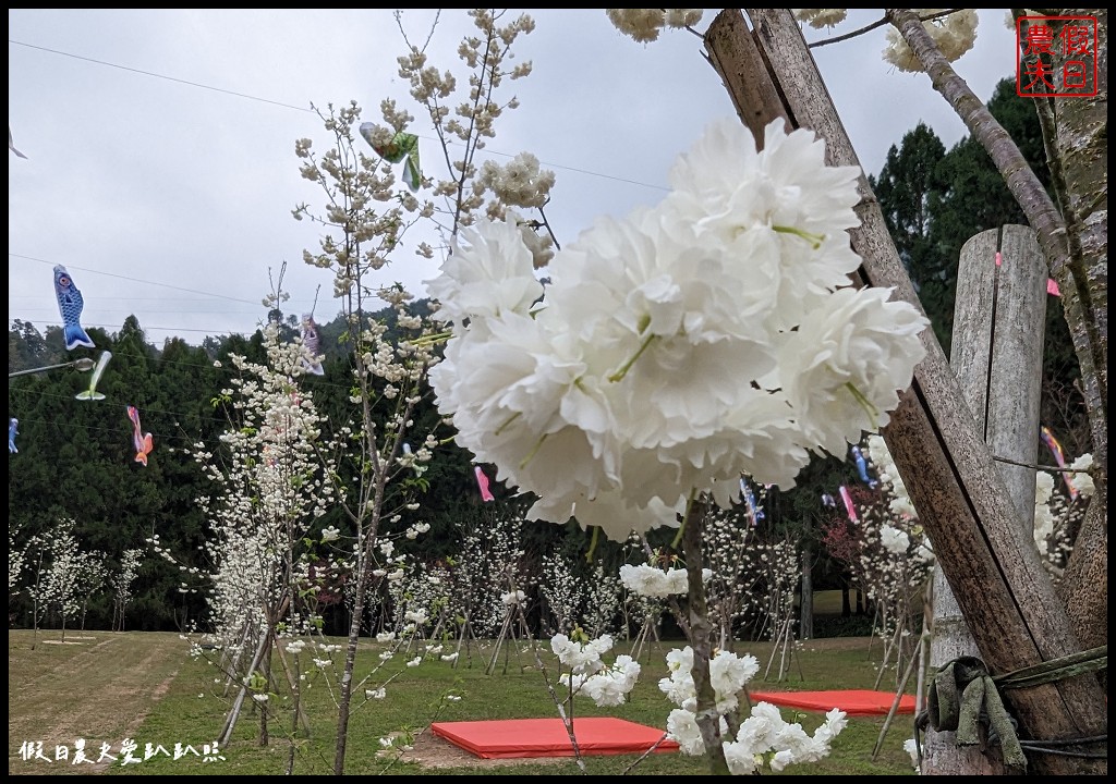 九族文化村九族櫻花祭|可以賞櫻搭纜車玩設施玩樂一整天
