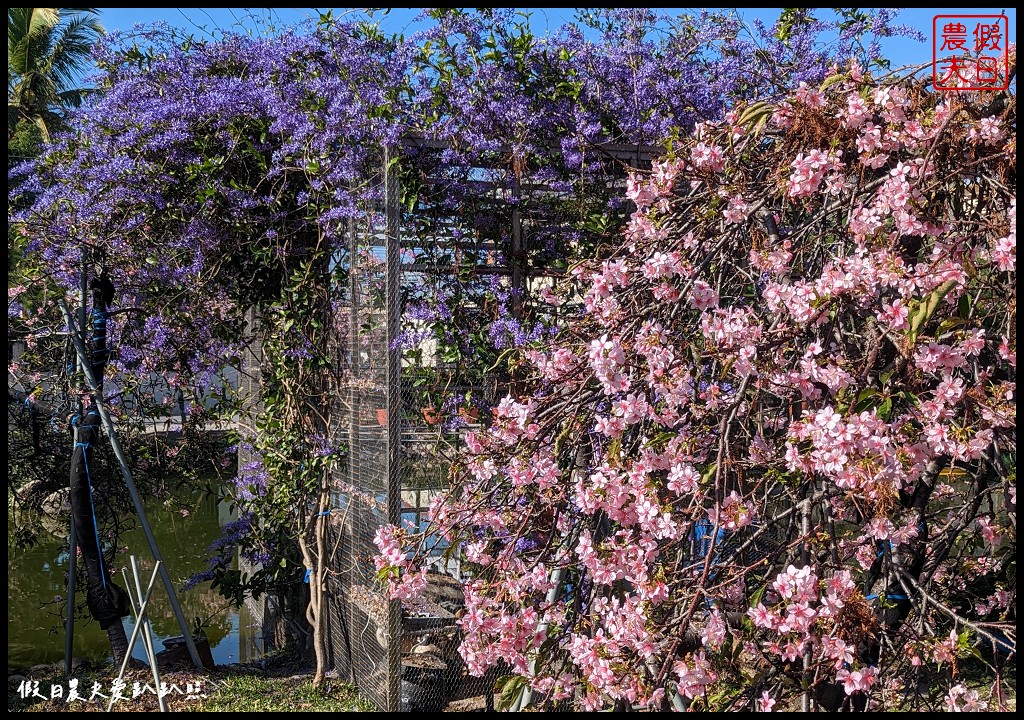 芬園花卉生產休憩園區|洲府枝垂櫻盛開中許願藤也很美