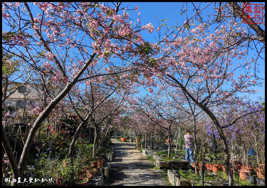 芬園花卉生產休憩園區|洲府枝垂櫻盛開中許願藤也很美