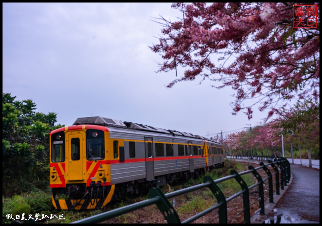 二水鐵道花旗木|媲美阿里山櫻花鐵道 集集小火車和花旗木同框