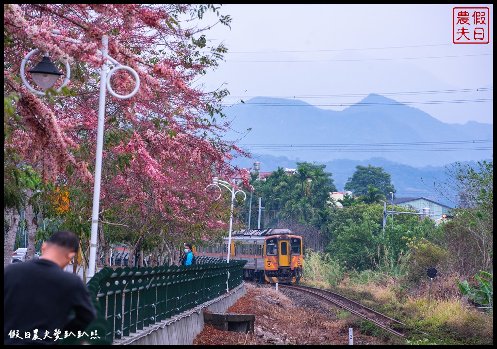 二水鐵道花旗木|媲美阿里山櫻花鐵道 集集小火車和花旗木同框