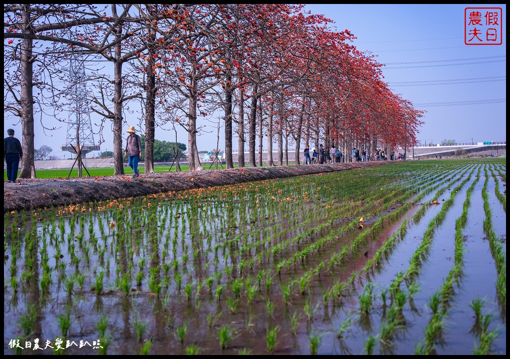 竹塘堤防木棉花開了|2023竹塘米兔風車稻田彩繪等你來拍照