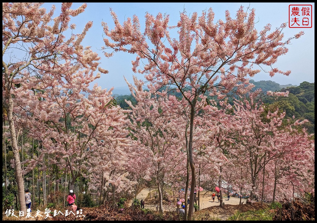 嘉義竹崎花旗木秘境|阿拉伯的粉紅村，花旗木爆開免費賞花