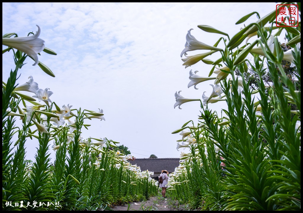 四湖中湖百合花園|搭配古厝和藍天的畫面超美/免費參觀的百合花秘境