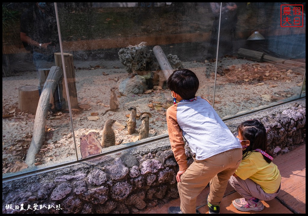 壽山動物園|空中廊道 導覽小火車 兒童牧場 鹿園 鳥園 狐獴/門票預約