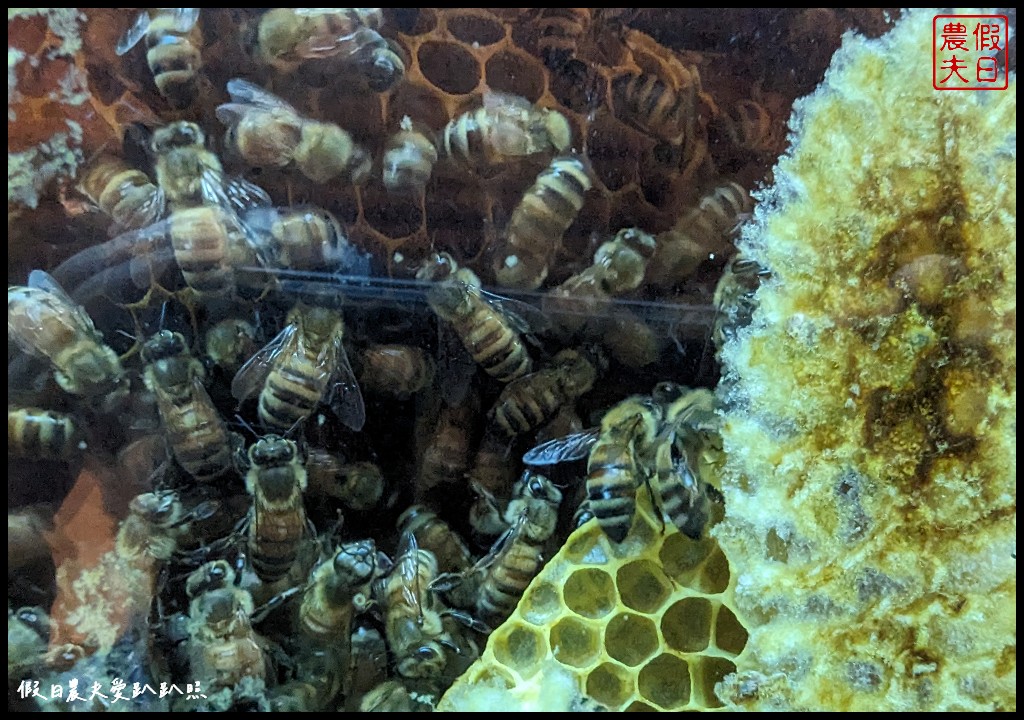 雲林古坑景點|蜜蜂故事館．可近距離觀察蜜蜂生態/大草皮 @假日農夫愛趴趴照