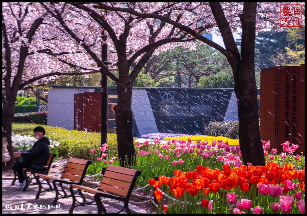釜山賞櫻景點|金海市蓮池公園．櫻花樹下還有漂亮的鬱金香超美 @假日農夫愛趴趴照